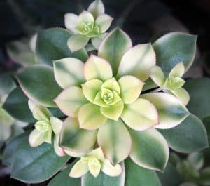 Aeonium Kiwi Care And Propagation - Succulent Garden Tips