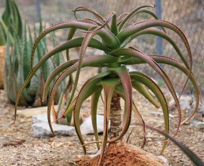 Aloe helenae Care And Tips - Succulent Garden Tips