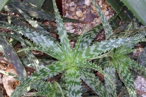 Aloe microstigma