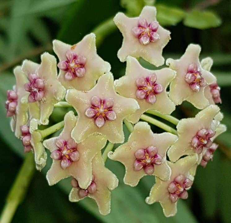 Hoya Diversifolia Care And Tips - Succulent Garden Tips