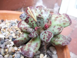 Adromischus cooperi (plover eggs succulent)