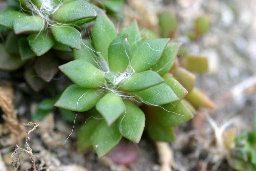 How To Care For Adromischus cooperi (Plover Eggs Succulent) Plant