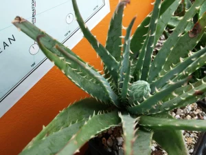 Aloe Longistyla (Karoo Aloe)