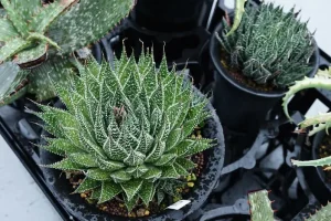 Aristaloe aristata (Lace Aloe Succulent)