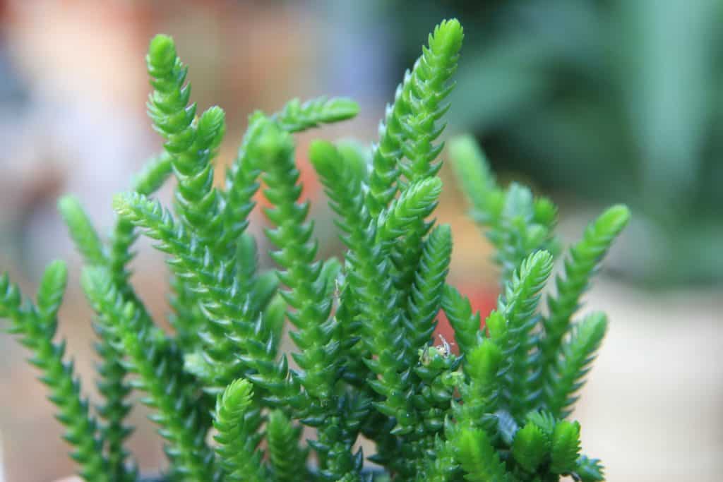 How To Propagate And Care For Crassula Muscosa Watch Chain Succulent