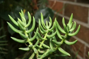 Crassula tetragona