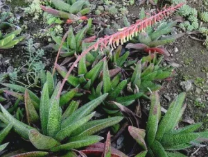 Dune Gasteria-Gasteria acinacifolia