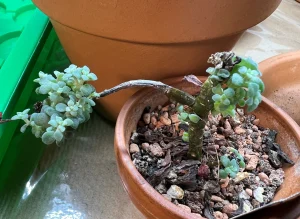 Echeveria Compressicaulis tips