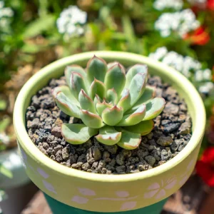 Echeveria Orion Succulent (Echeveria Fiona)