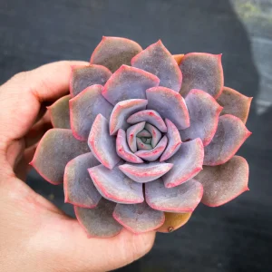 Echeveria Orion Succulent (Echeveria Fiona)