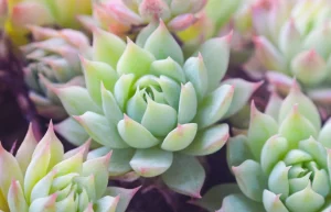 Graptopetalum macdougallii care