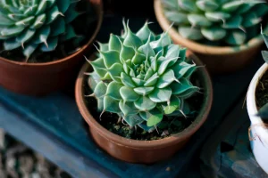 Graptopetalum macdougallii care