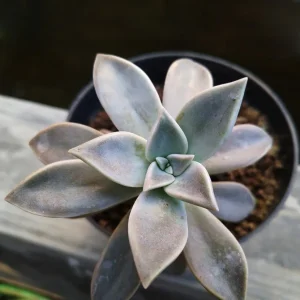 Graptopetalum paraguayense - ghost plant 2