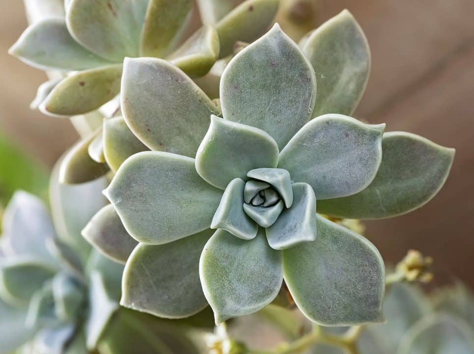 Graptopetalum Paraguayense (Ghost Plant Succulent)