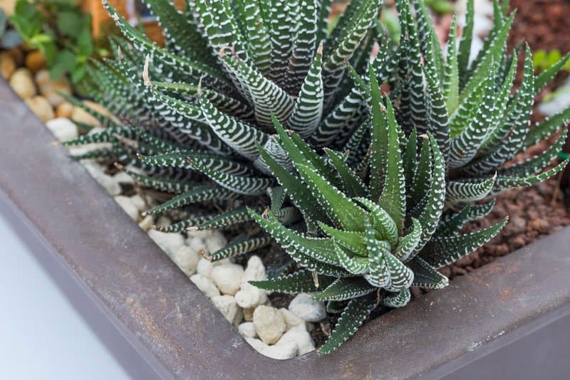 Haworthiopsis Fasciata Zebra Plant Succulent