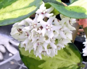 Hoya Australis Lisa Care