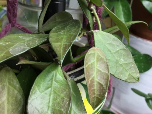 Hoya Rebecca (Wax Plant)