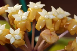 Hoya Vitellina