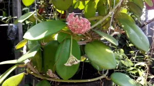 Hoya diversifolia