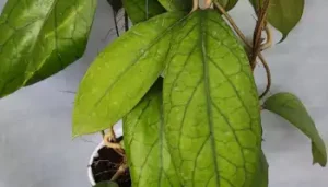 Hoya villosa rare houseplant