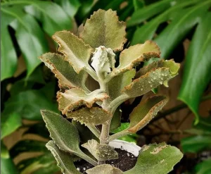 Kalanchoe beharensis Fang