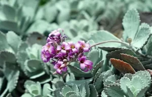 Kalanchoe pumila care