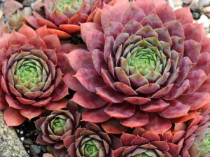 Sempervivum Brock