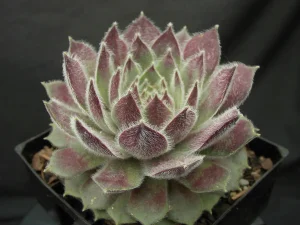 Sempervivum Raspberry Ice