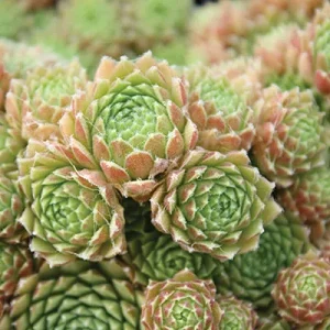 Sempervivum Spring Beauty  Care