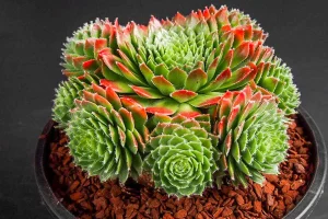 Sempervivum Spring Beauty  Care