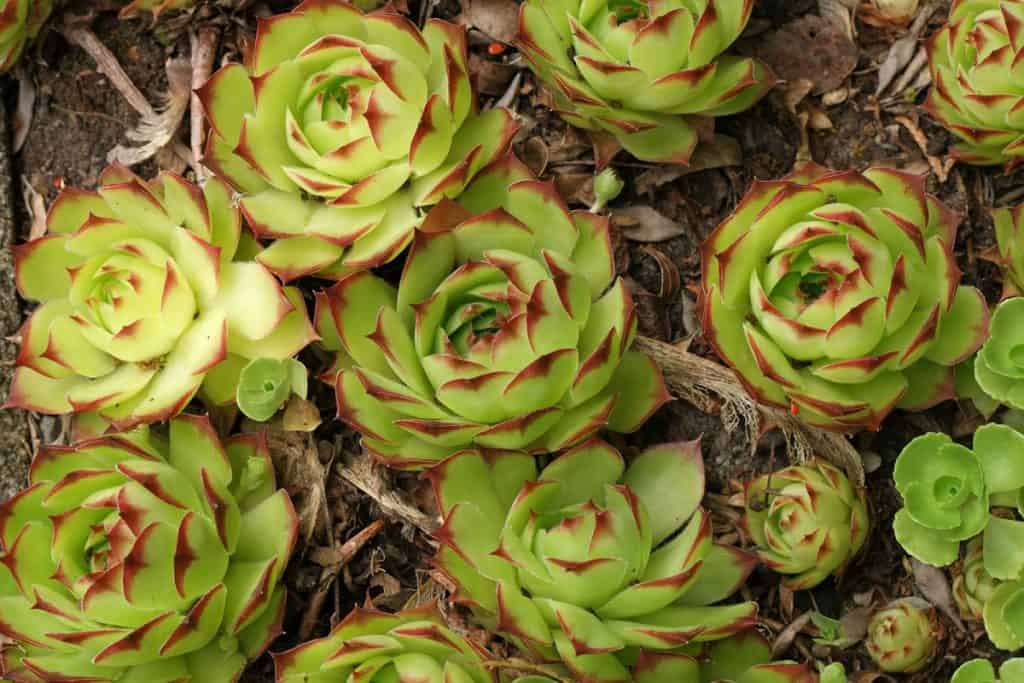 Sempervivum tectorum (Common Houseleek)