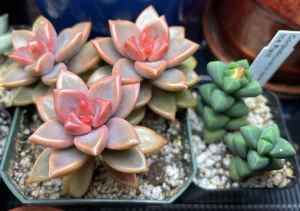 graptosedum alpenglow - pink succulent